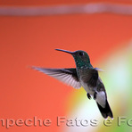 Animais - Beija Flor II Animais - Beija Flor II