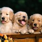 Animais - OS LIMITES QUE DEVEMOS RESPEITAR !!! Animais - OS LIMITES QUE DEVEMOS RESPEITAR !!!