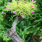 Meio ambiente - Paisagismo: Magia das Tillandsias | Paisagismo Digital Meio ambiente - Paisagismo: Magia das Tillandsias | Paisagismo Digital