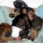 Animais - Não maltrate nem abandone, Dê pra adoção. Animais - Não maltrate nem abandone, Dê pra adoção.