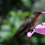 Animais - As abelhas tomaram conta do bebedouro dos beija-flores? Saiba o que fazer para evitar esse problema. Animais - As abelhas tomaram conta do bebedouro dos beija-flores? Saiba o que fazer para evitar esse problema.