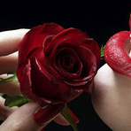 Poesias - O perfume que se chama amor Poesias - O perfume que se chama amor