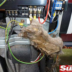Entretenimento - Rato de 40 cm é encontrado morto dentro de ar-condicionado Entretenimento - Rato de 40 cm é encontrado morto dentro de ar-condicionado
