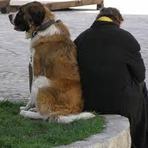 Animais - Bate-Papo com Cachorros. Animais - Bate-Papo com Cachorros.