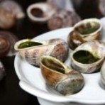 Animais - Criação de escargots é um investimento lucrativo Animais - Criação de escargots é um investimento lucrativo