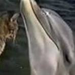 Opinião e Notícias - Caiu na Net - Gatinho e Golfinho brincando juntos Opinião e Notícias - Caiu na Net - Gatinho e Golfinho brincando juntos