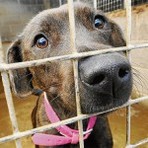Animais - Adotar um cachorro? Saiba as vantagens | Tudo Sobre Animais - Adotar um cachorro? Saiba as vantagens | Tudo Sobre