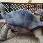 Entretenimento - Após união de mais de 100 anos, tartarugas se separam em zoo Entretenimento - Após união de mais de 100 anos, tartarugas se separam em zoo