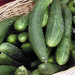 Curiosidades - Plante seu pé de Pepino Curiosidades - Plante seu pé de Pepino