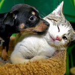 Utilidade Pública - Castração de animais gratuita Utilidade Pública - Castração de animais gratuita