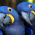 Turismo - Conheça os lindos atrativos naturais do Pantanal! Turismo - Conheça os lindos atrativos naturais do Pantanal!